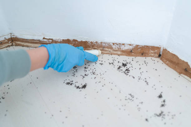 Wasp Removal Services in Plantation, FL
